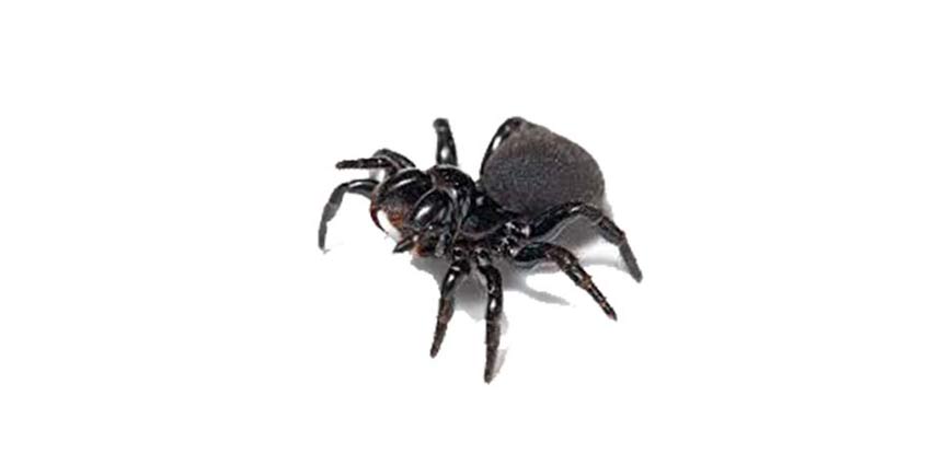 Μαύρη Αράχνη